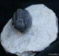 Small Gerastos Trilobite From Morocco #2078-3